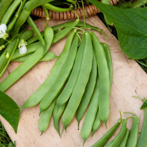 Légumes Secs - Haricot Nain Vert Plat Roma 2 - face recto